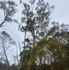 Eucalyptus ovata var. ovata at Mongarlowe, NSW - 27 Jun 2023