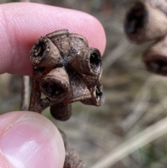 Eucalyptus ovata subsp. ovata at QPRC LGA - suppressed