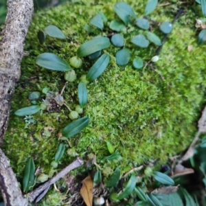 Bulbophyllum exiguum at Kianga, NSW - 1 Jul 2023