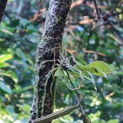 Sarcochilus falcatus (Orange Blossum Orchid) at Box Cutting Rainforest Walk - 1 Jul 2023 by LyndalT