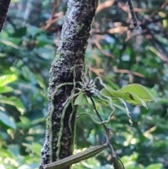 Sarcochilus falcatus (Orange Blossum Orchid) at Box Cutting Rainforest Walk - 1 Jul 2023 by LyndalT