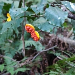 Pittosporum revolutum (Large-fruited Pittosporum) at Box Cutting Rainforest Walk - 1 Jul 2023 by LyndalT