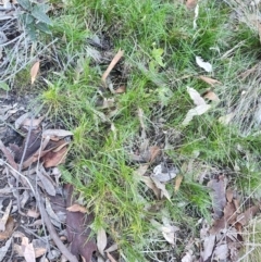 Lomandra sp. (A Matrush) at Bodalla State Forest - 1 Jul 2023 by LyndalT