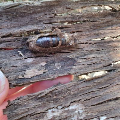 Lepidoptera unclassified IMMATURE moth at Kianga, NSW - 1 Jul 2023 by LyndalT