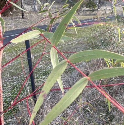 Eucalyptus radiata subsp. radiata (Narrow-leaved Peppermint) at Yarralumla, ACT - 1 Jul 2023 by lbradley