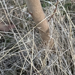 Eucalyptus radiata subsp. radiata at Molonglo Valley, ACT - 1 Jul 2023