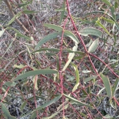 Eucalyptus radiata subsp. radiata at Molonglo Valley, ACT - 1 Jul 2023