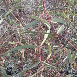 Eucalyptus radiata subsp. radiata at Yarralumla, ACT - 1 Jul 2023 04:48 PM