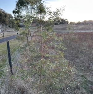 Eucalyptus radiata subsp. radiata at Molonglo Valley, ACT - 1 Jul 2023