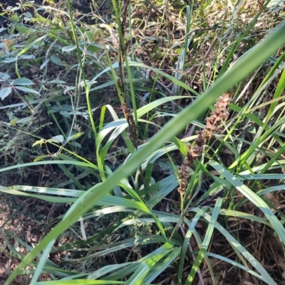 Gahnia sp. at Bodalla State Forest - 1 Jul 2023 by LyndalT