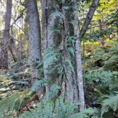 Microsorum scandens (Fragrant Fern) at Bodalla State Forest - 1 Jul 2023 by LyndalT