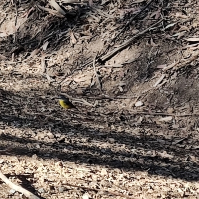 Eopsaltria australis (Eastern Yellow Robin) at Bodalla State Forest - 1 Jul 2023 by LyndalT