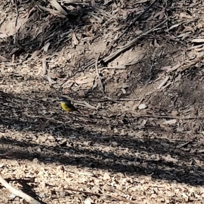 Eopsaltria australis (Eastern Yellow Robin) at Box Cutting Rainforest Walk - 1 Jul 2023 by LyndalT