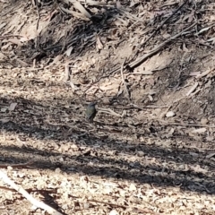 Eopsaltria australis at Kianga, NSW - 1 Jul 2023 10:35 AM