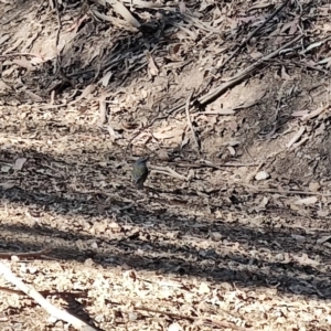 Eopsaltria australis at Kianga, NSW - 1 Jul 2023