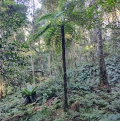 Cyathea australis subsp. australis (Rough Tree Fern) at Box Cutting Rainforest Walk - 1 Jul 2023 by LyndalT