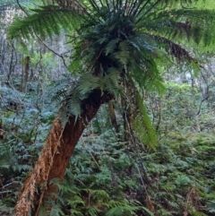 Dicksonia antarctica (Soft Treefern) at Box Cutting Rainforest Walk - 1 Jul 2023 by LyndalT