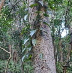 Parsonsia straminea (Common Silkpod) at Kianga, NSW - 1 Jul 2023 by LyndalT
