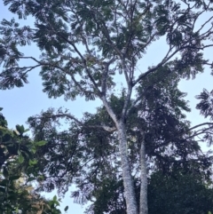 Polyscias murrayi (Pencil Cedar) at Box Cutting Rainforest Walk - 1 Jul 2023 by LyndalT