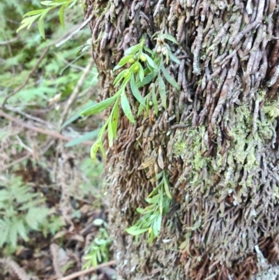 Tmesipteris parva (Small Fork Fern) at Box Cutting Rainforest Walk - 1 Jul 2023 by LyndalT