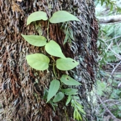 Leichhardtia rostrata (Milk Vine) at Bodalla State Forest - 1 Jul 2023 by LyndalT