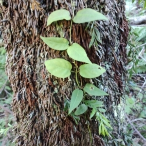 Leichhardtia rostrata at Kianga, NSW - 1 Jul 2023