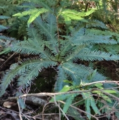 Sticherus flabellatus (Shiny Fan-fern, Umbrella Fern) at Bodalla State Forest - 1 Jul 2023 by LyndalT