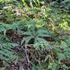 Sticherus flabellatus at Kianga, NSW - suppressed