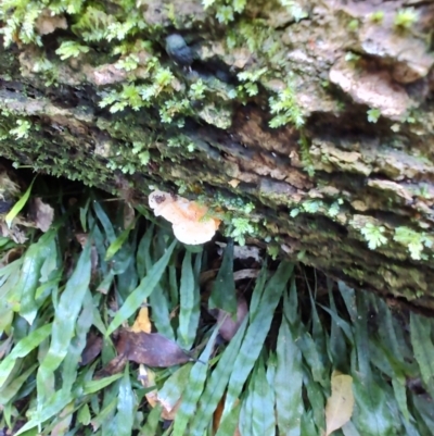 Unidentified Pored or somewhat maze-like on underside [bracket polypores] at Kianga, NSW - 1 Jul 2023 by LyndalT