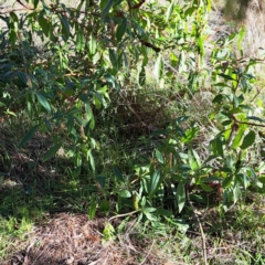 Phytolacca octandra (Inkweed) at Mount Majura - 1 Jul 2023 by abread111