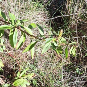 Phytolacca octandra at Watson, ACT - 1 Jul 2023 03:03 PM