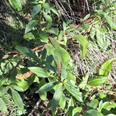 Phytolacca octandra at Watson, ACT - 1 Jul 2023 03:03 PM