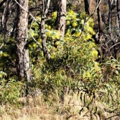 Acacia baileyana (Cootamundra Wattle, Golden Mimosa) at Mount Majura - 3 Jul 2023 by abread111
