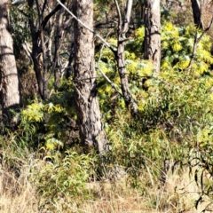 Acacia baileyana at Watson, ACT - 3 Jul 2023 04:27 PM