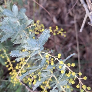 Acacia baileyana at Watson, ACT - 3 Jul 2023 04:27 PM