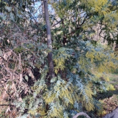 Acacia baileyana (Cootamundra Wattle, Golden Mimosa) at Mount Majura - 1 Jul 2023 by abread111