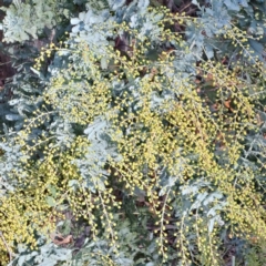 Acacia baileyana at Watson, ACT - 1 Jul 2023