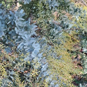 Acacia baileyana at Watson, ACT - 1 Jul 2023