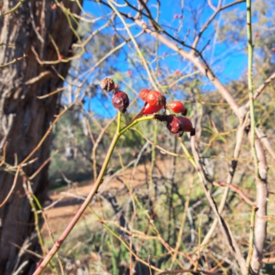 Rosa rubiginosa (Sweet Briar, Eglantine) at Mount Majura - 1 Jul 2023 by abread111