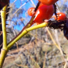 Rosa rubiginosa at Watson, ACT - 1 Jul 2023 03:11 PM