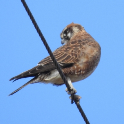 Falco berigora (Brown Falcon) at Lions Youth Haven - Westwood Farm - 1 Jul 2023 by HelenCross