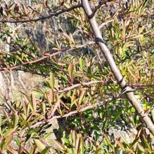 Pyracantha sp. at Watson, ACT - 1 Jul 2023