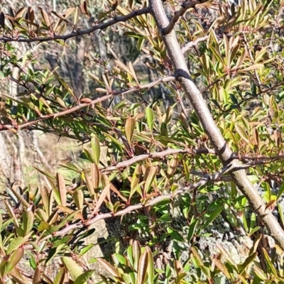 Pyracantha sp. (Firethorn) at Mount Majura - 1 Jul 2023 by abread111