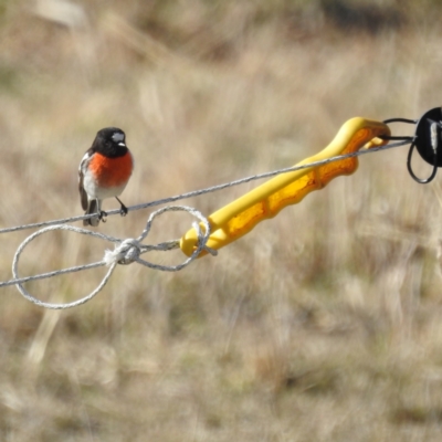 Petroica boodang (Scarlet Robin) at Lions Youth Haven - Westwood Farm A.C.T. - 1 Jul 2023 by HelenCross