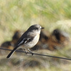 Petroica boodang at Stromlo, ACT - 1 Jul 2023 11:02 AM