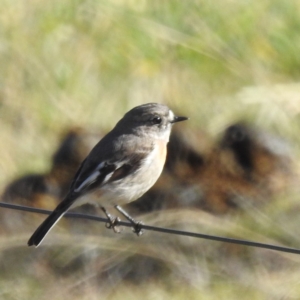 Petroica boodang at Stromlo, ACT - 1 Jul 2023