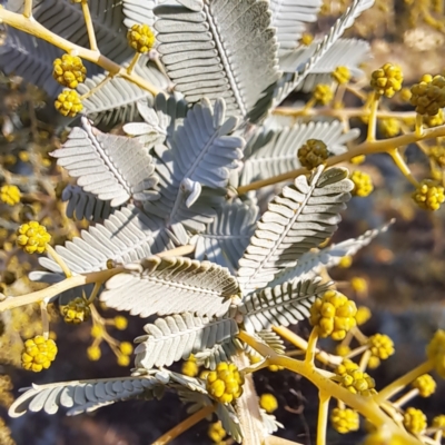 Acacia baileyana (Cootamundra Wattle, Golden Mimosa) at Watson, ACT - 1 Jul 2023 by abread111