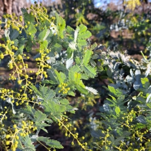 Acacia baileyana at Watson, ACT - 1 Jul 2023