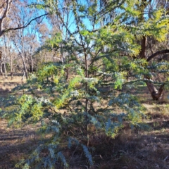 Acacia baileyana at Watson, ACT - 1 Jul 2023