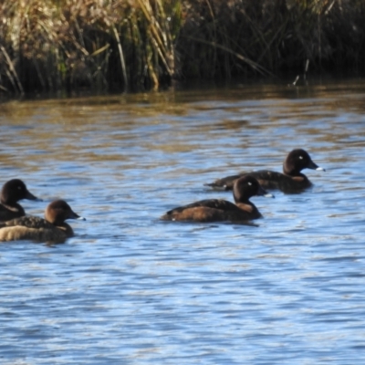 Aythya australis (Hardhead) at Lions Youth Haven - Westwood Farm A.C.T. - 1 Jul 2023 by HelenCross